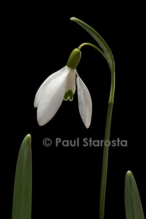 Galanthus nivalis (perce-neige)