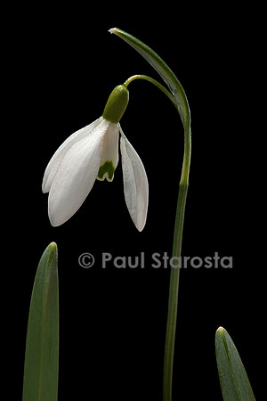 Galanthus nivalis (perce-neige)