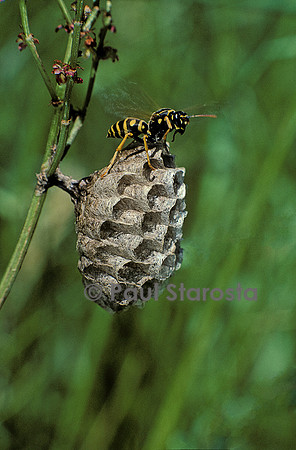 Polistes dominula (guêpe) - sur son nid