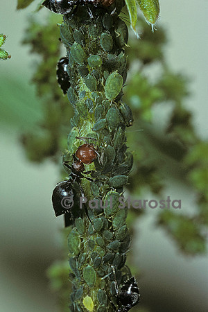 Crematogaster scutellaris - fourmi et pucerons