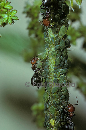 Crematogaster scutellaris - fourmi et pucerons