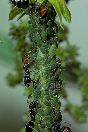 Crematogaster scutellaris - fourmi et pucerons