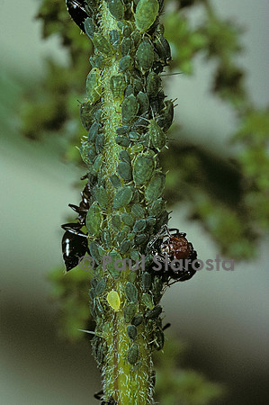 Crematogaster scutellaris - fourmi et pucerons