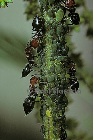 Crematogaster scutellaris - fourmi et pucerons
