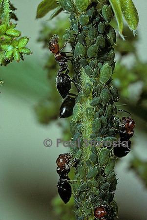 Crematogaster scutellaris - fourmi et pucerons