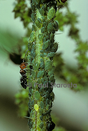 Crematogaster scutellaris - fourmi et pucerons