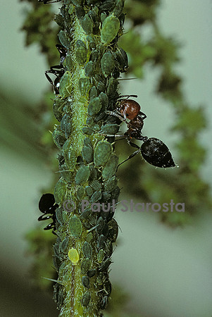 Crematogaster scutellaris - fourmi et pucerons