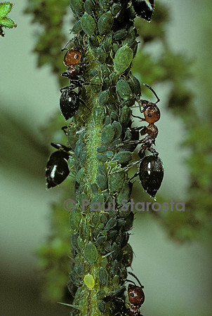 Crematogaster scutellaris - fourmi et pucerons