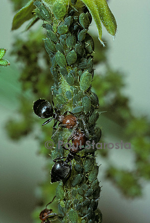 Crematogaster scutellaris - fourmi et pucerons