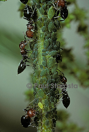 Crematogaster scutellaris - fourmi et pucerons