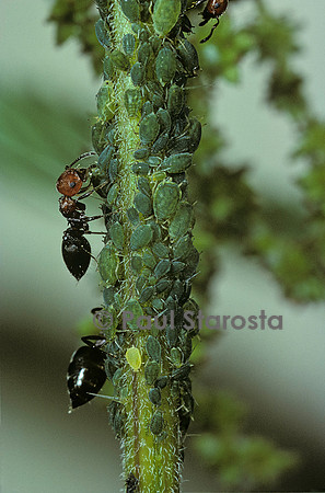 Crematogaster scutellaris - fourmi et pucerons