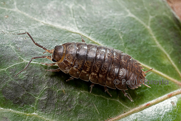 Porcellio gallicus (cloporte)