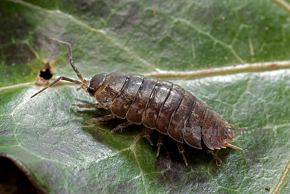 Porcellio gallicus (cloporte)