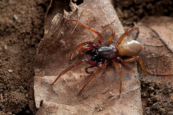 Dysdera crocata