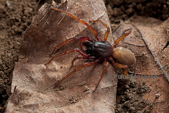 Dysdera crocata
