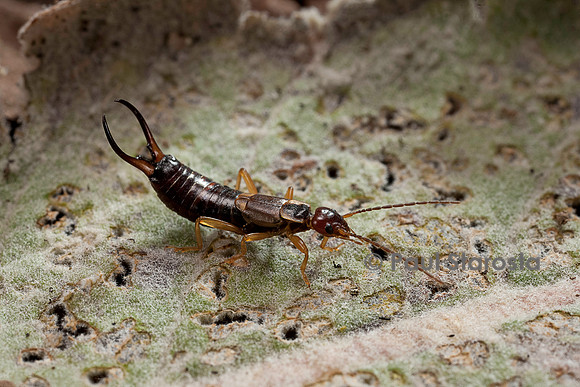 Forficula auricularia (perce-oreille, pince-oreille)