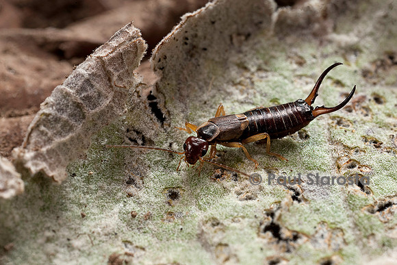 Forficula auricularia (perce-oreille, pince-oreille)