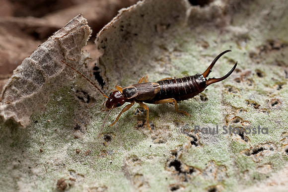 Forficula auricularia (perce-oreille, pince-oreille)