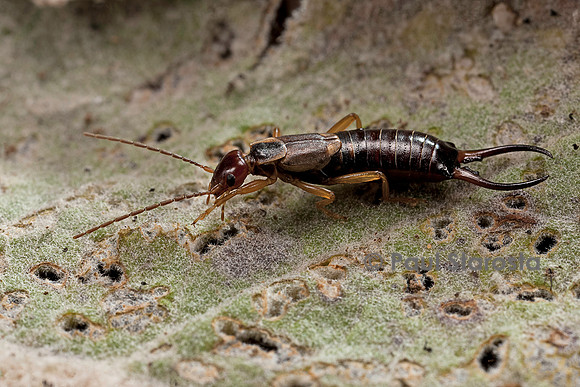 Forficula auricularia (perce-oreille, pince-oreille)
