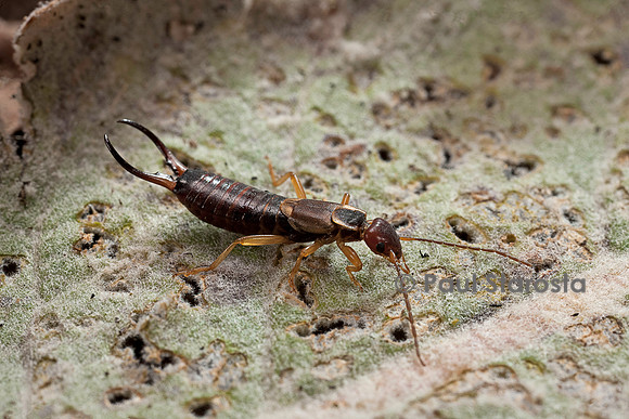 Forficula auricularia (perce-oreille, pince-oreille)