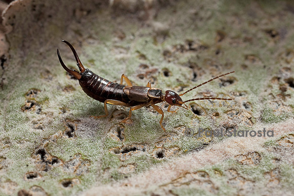 Forficula auricularia (perce-oreille, pince-oreille)