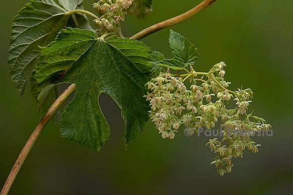 Humulus lupulus (houblon) - inflorescence mâle