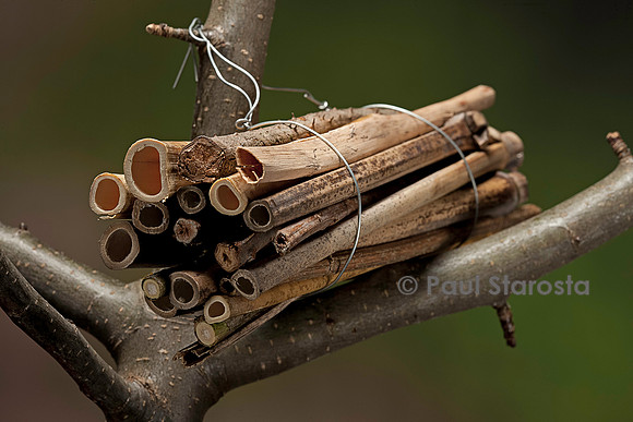 Fagot de tiges creuses et à moelle pour guêpes et abeilles solitaires