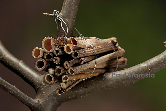 Fagot de tiges creuses et à moelle pour guêpes et abeilles solitaires