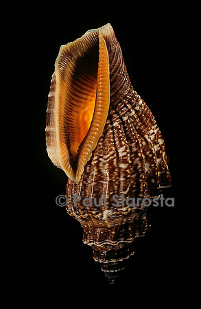Canarium labiatum (Strombus labiatus).