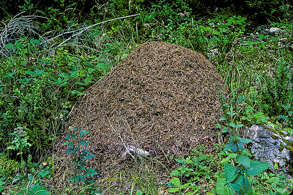 Formica rufa (fourmi rousse) - nid en dôme
