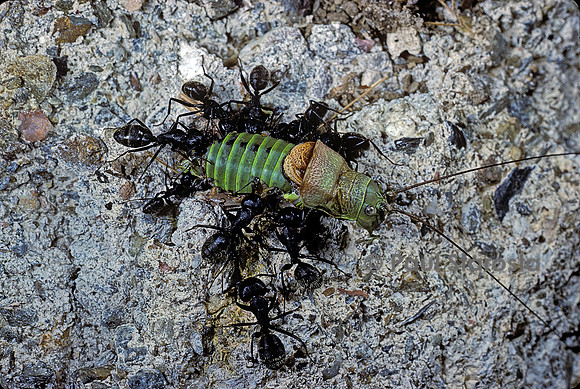 Fourmis dévorant une ephippigère