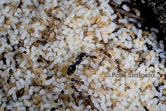 Nid de fourmis sous une pierre