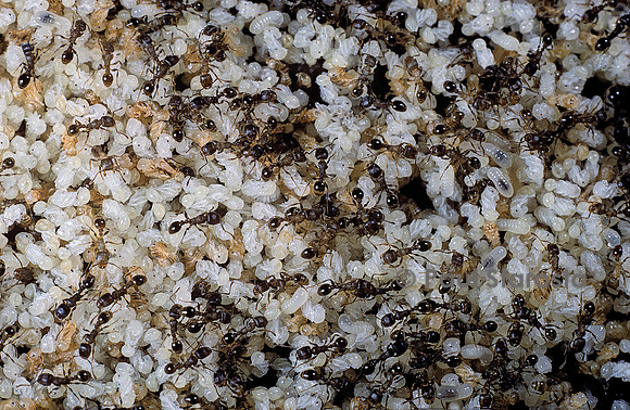 Nid de fourmis sous une pierre