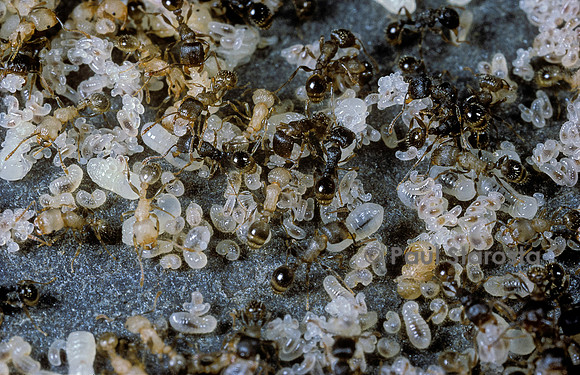 Nid de fourmis sous une pierre