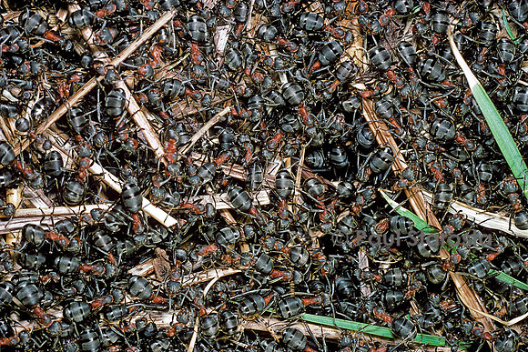 Formica rufa (fourmi rousse) - à la surface du nid