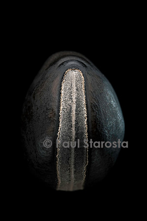 Mucuna paniculata (œil de bœuf)
