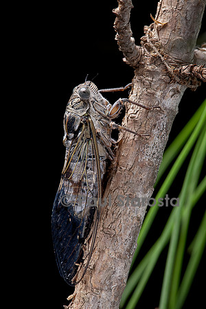 Cicada orni (cigale grise, cigale de l’orne)