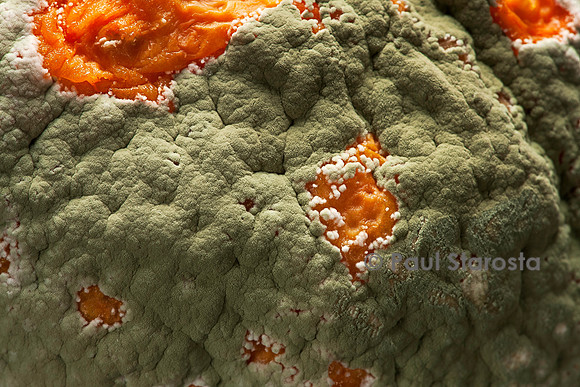 Penicillium digitatum (moisissure, pourriture verte)