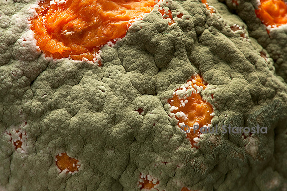 Penicillium digitatum (moisissure, pourriture verte)