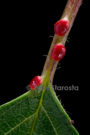 Nectaires sur le pétiole d'une feuille de merisier (Prunus avium)