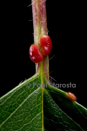 Nectaires sur le pétiole d'une feuille de merisier (Prunus avium)