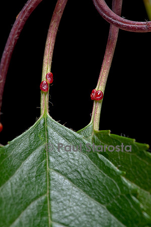 Nectaires sur le pétiole d'une feuille de merisier (Prunus avium)