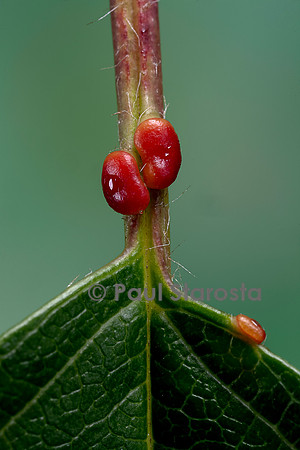 Nectaires sur le pétiole d'une feuille de merisier (Prunus avium)