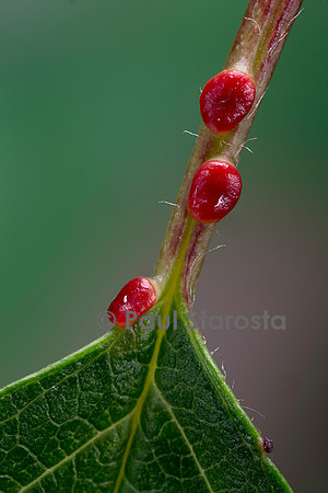 Nectaires sur le pétiole d'une feuille de merisier (Prunus avium)