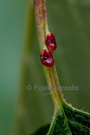 Nectaires sur le pétiole d'une feuille de merisier (Prunus avium)