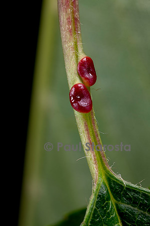 Nectaires sur le pétiole d'une feuille de merisier (Prunus avium)