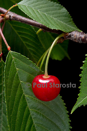 Prunus avium (merisier, cerisier des oiseaux) - fruit ou merise