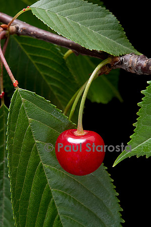 Prunus avium (merisier, cerisier des oiseaux) - fruit ou merise