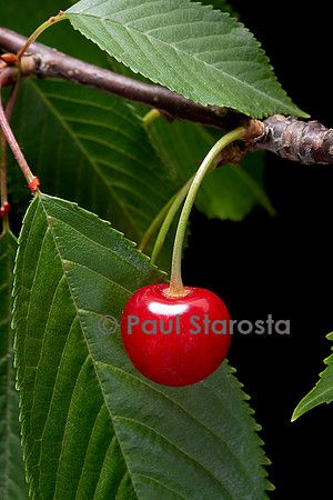Prunus avium (merisier, cerisier des oiseaux) - fruit ou merise