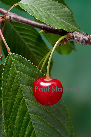 Prunus avium (merisier, cerisier des oiseaux) - fruit ou merise